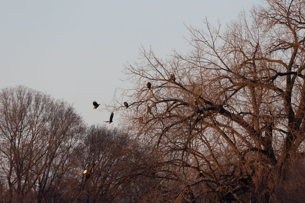 masa (@masa_atillinois) / Posts / X