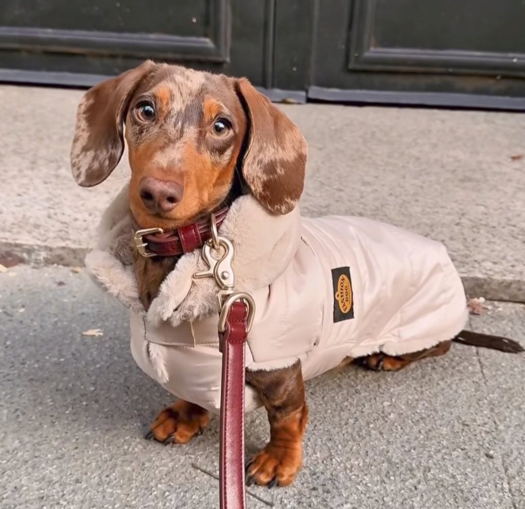 Esa elegancia,ese Garbo 🥰🤍🤎 como su mami