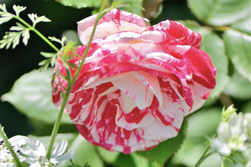 ルナ（プロフ必読お願いします）ページ おはようございます