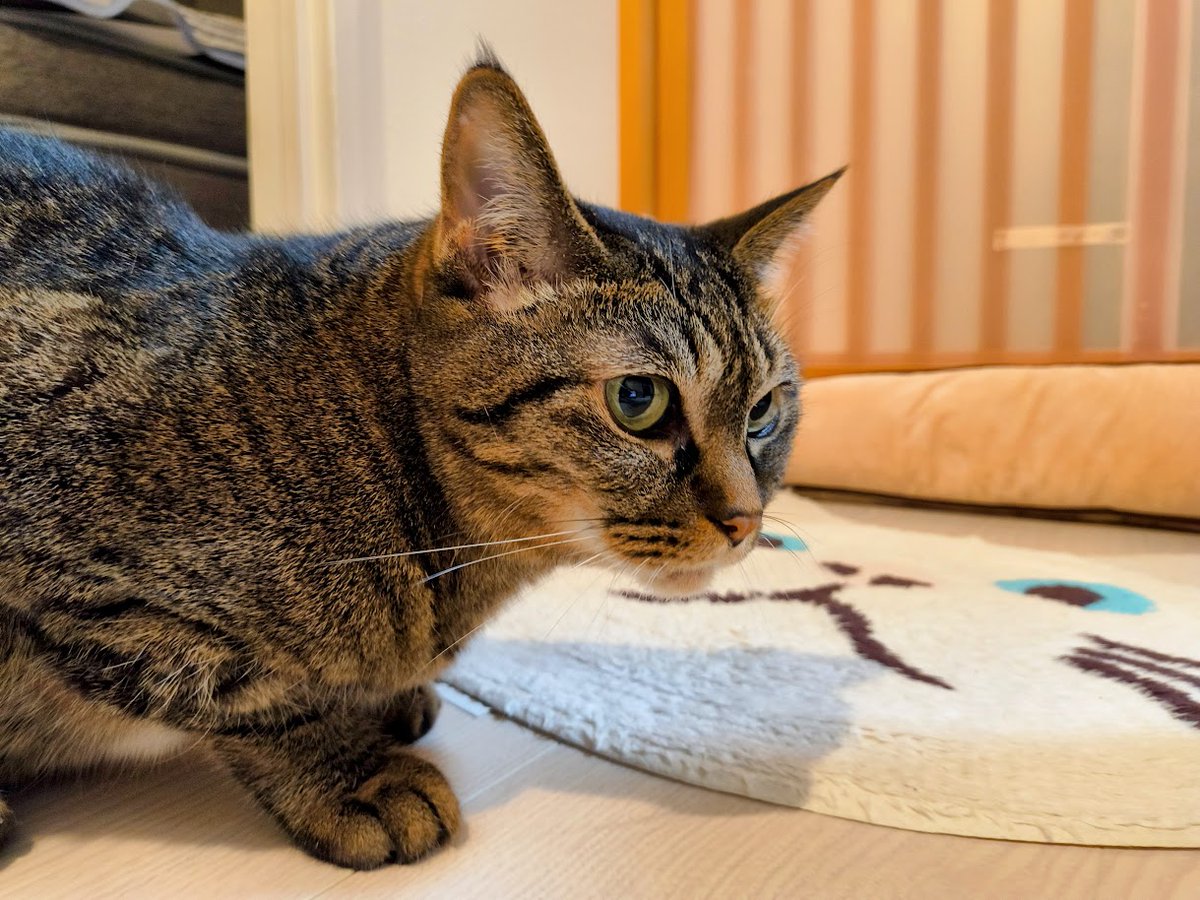 キジトラ猫 キジトラ猫