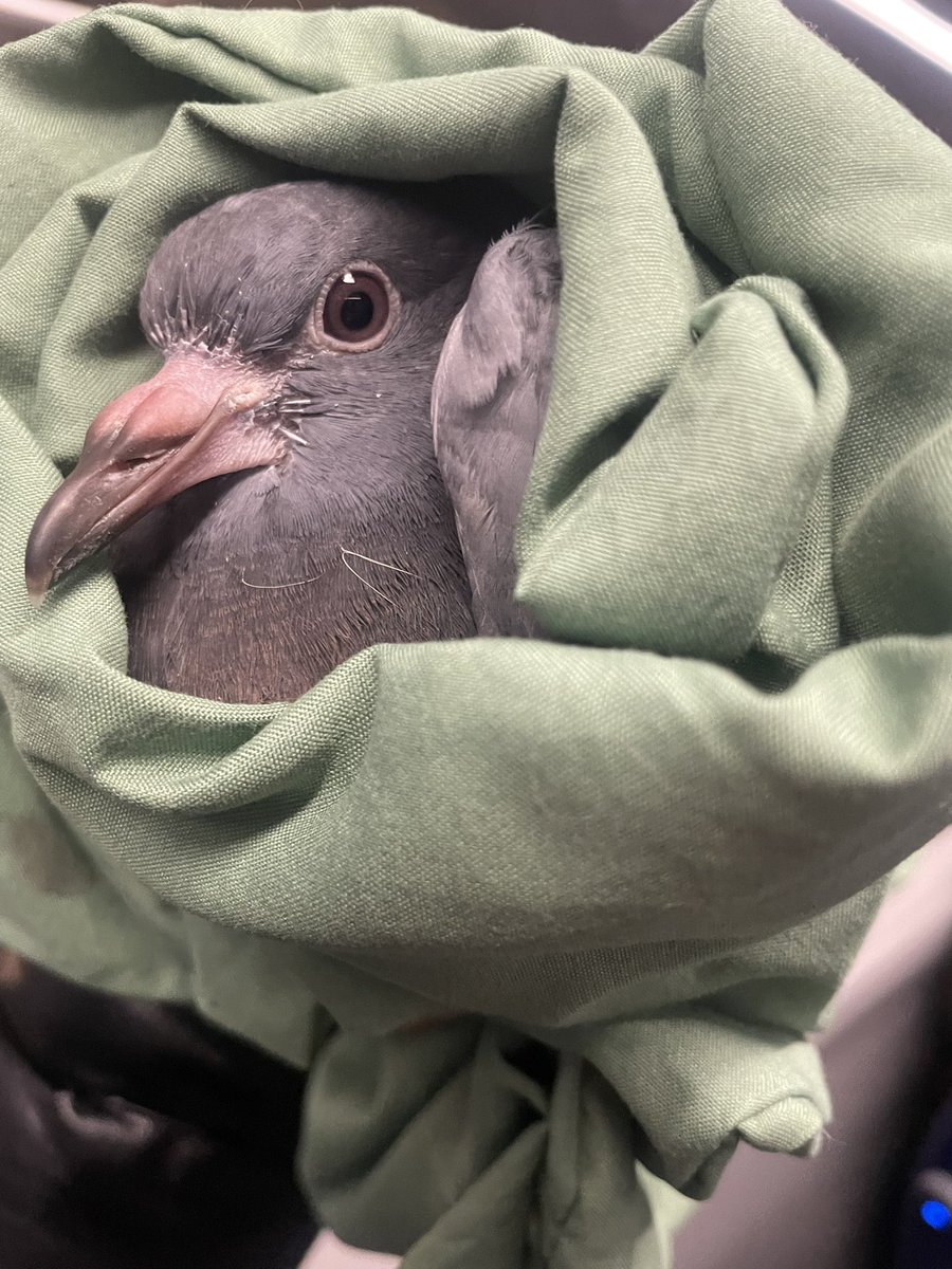 ilamHK's tweet photo. @F4BirdRescue @LondonFire 
Kingston Upon Thames team attended to the trapped pigeon on call from F4 and did a brilliant rescue! #trappedbird #pigeon #kingstonuponthames https://t.co/99lPhwmnCU