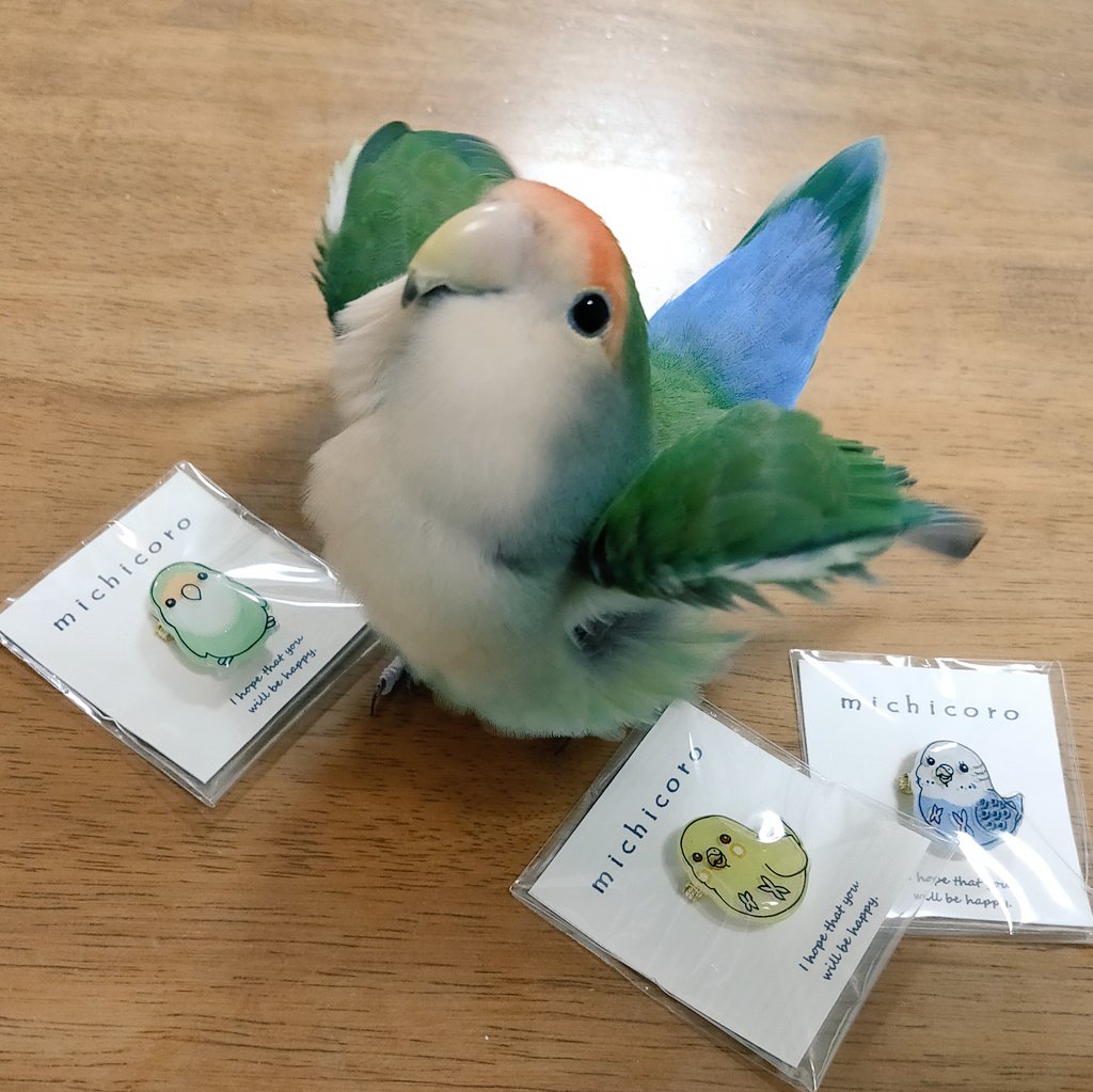 新しいもの見せた時にかなりの確率でやるからおかしいとはおもってたけど…挨拶ならなっとく！
発情いくないと思って取りあげてごめん🥲
嬉しかったんだね🧡💚

たくさん反応ありがとうございます。
海老沢先生ありがとうございます☺️