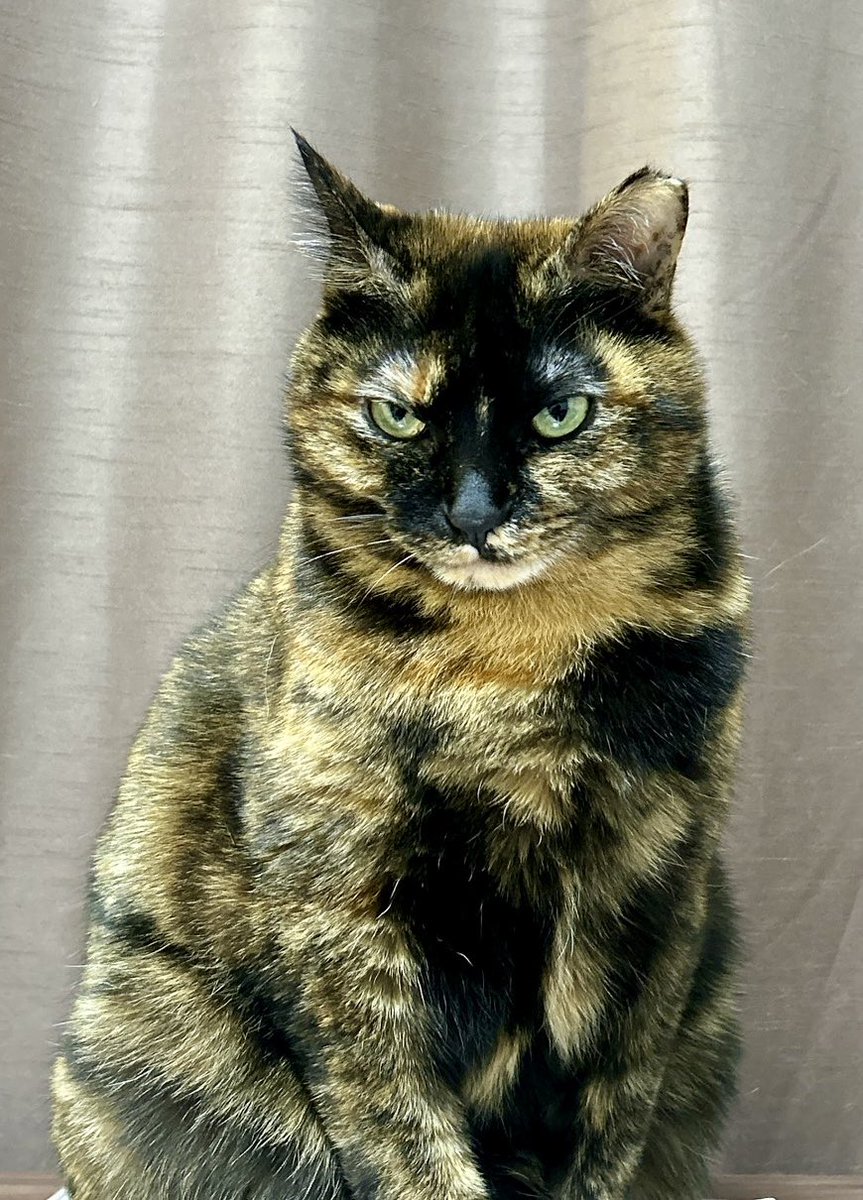 サビ猫サラミ&シャム猫ナッツ (@sarami_0724) / Posts / X サビ猫サラミ&シャム猫ナッツ (@sarami_0724) / Posts / X