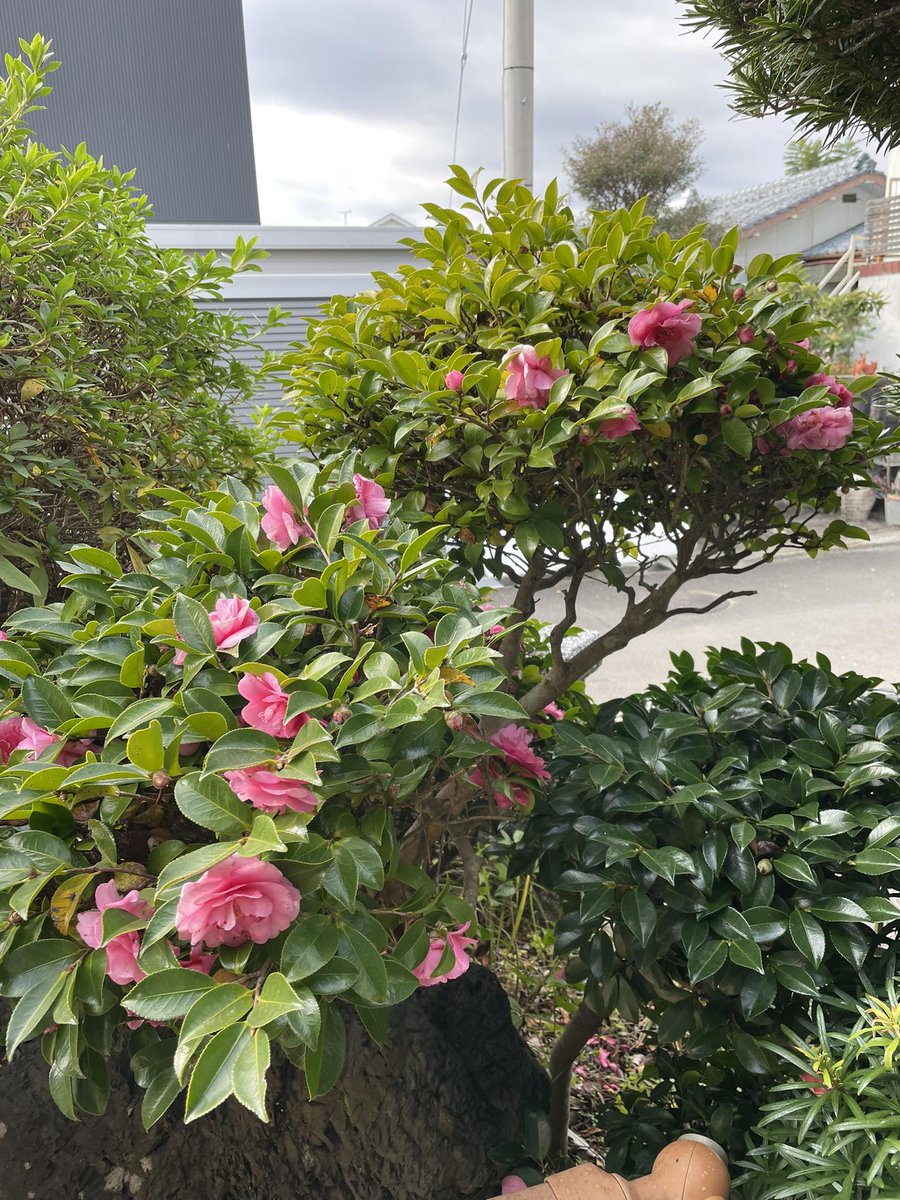 うち、椿が咲いてます。 #ウェキ2