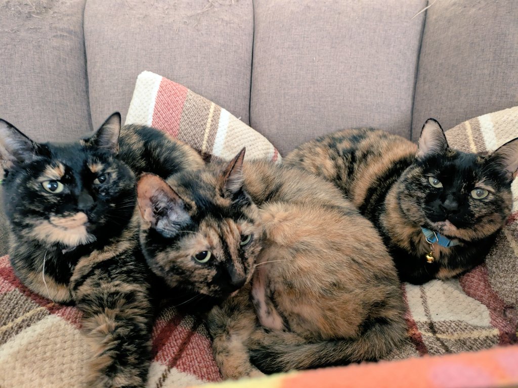 真は錆猫が好き しずわらひなた | 🐈‍⬛❤️ しずくのジャンプはかなりレア😂 Shizuku