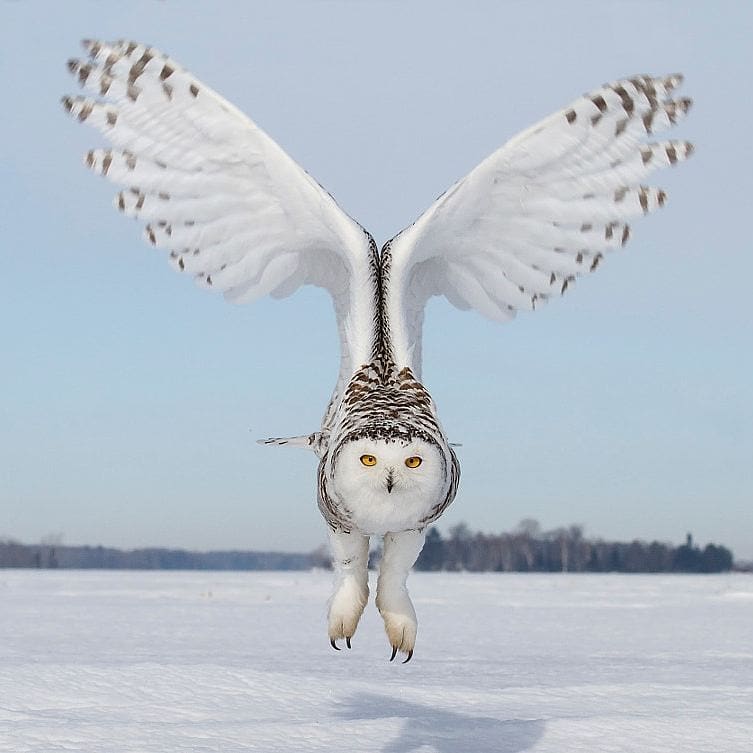 Snowy owl 

📷: Jack Fortier ©️