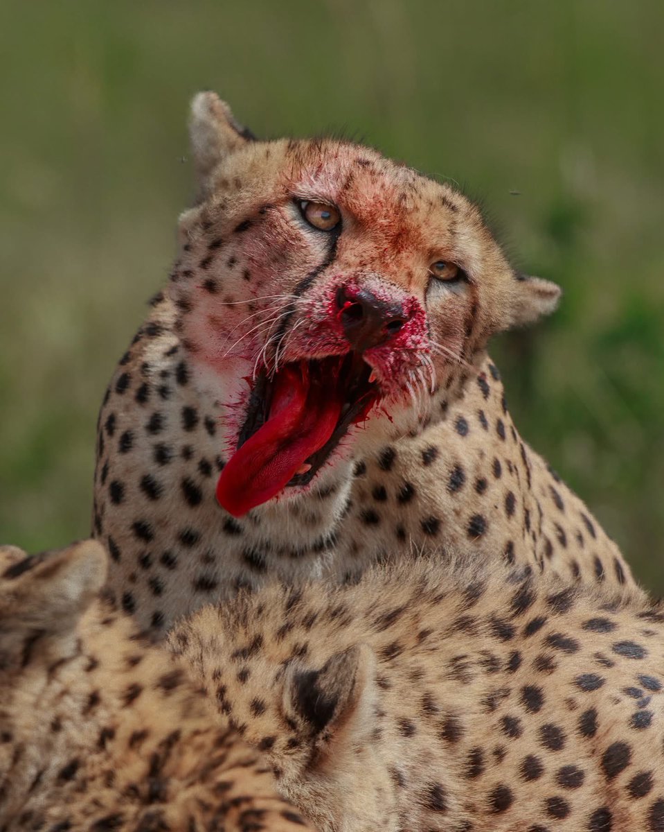 Another messy eater this time a cheetah. Taken in Tapan Sheth, Masai Mara, Kenya, credit to Tapan Sheth