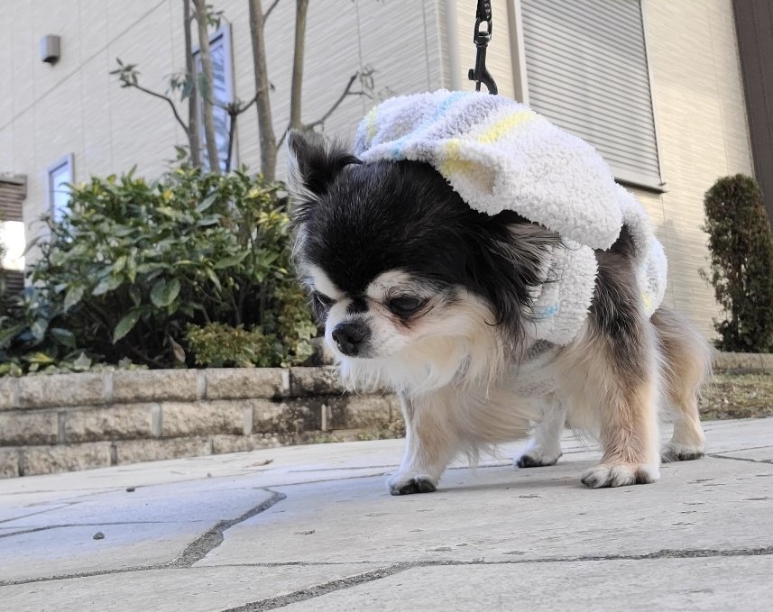 メルモさま メルちゃん きせかえセット わくわくつうえんふく 4977554514177 人形