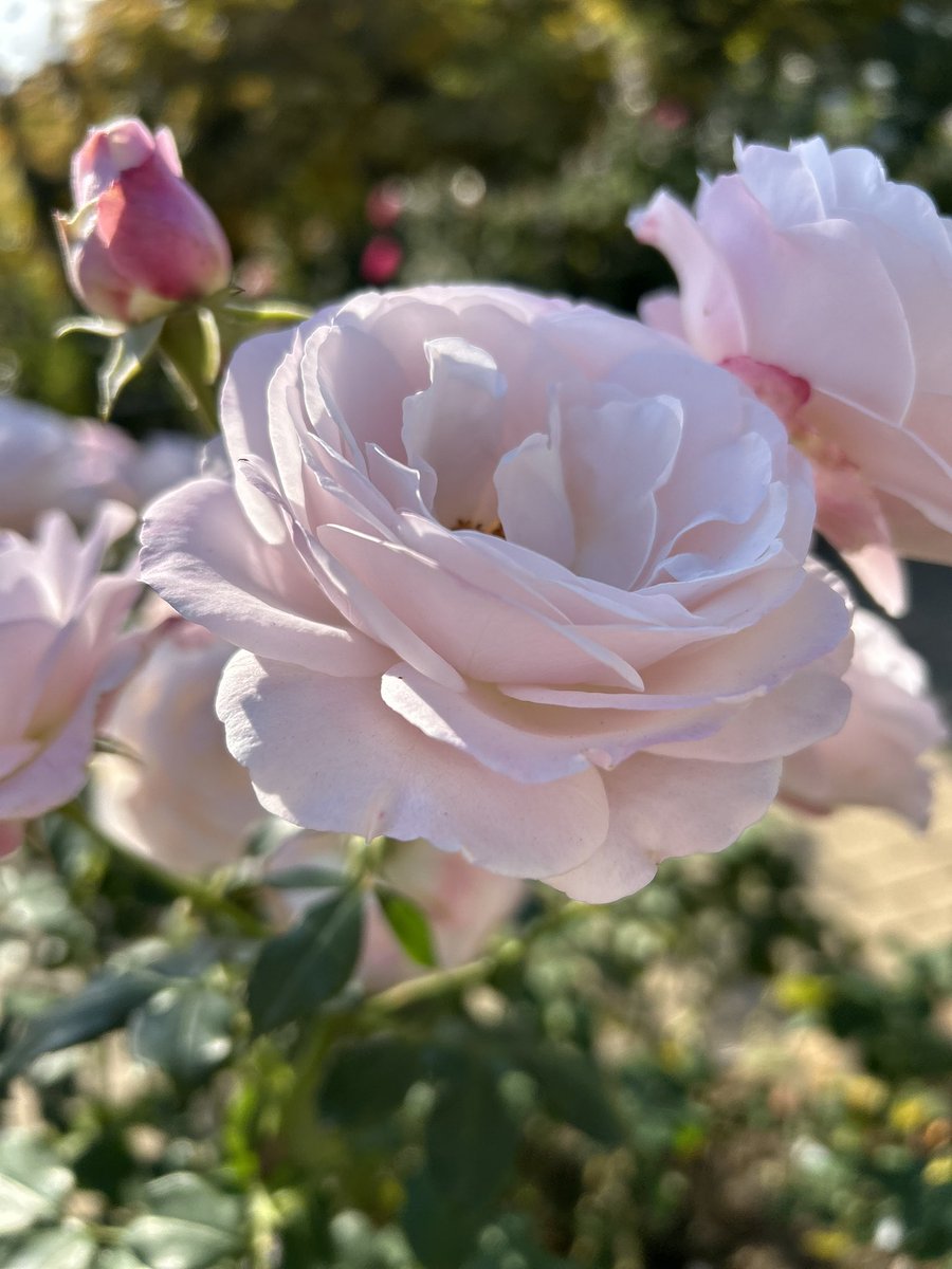 ワニ君 (@Ekh5Y55rvYFHbgc) / Posts / X