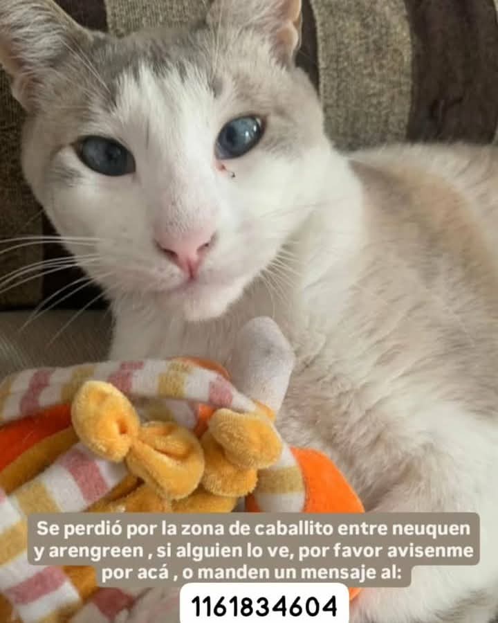 #Perdiamigato 📢📢📢
RT RT RT 
GATITO PERDIDO EN CABALLITO
CONTACTO EN LA FOTO 
#gatitosperdidos