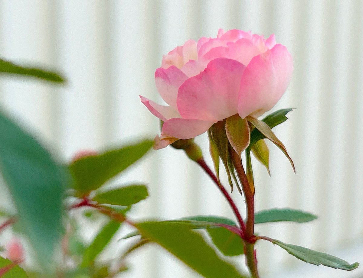 ワニ君 (@Ekh5Y55rvYFHbgc) / Posts / X