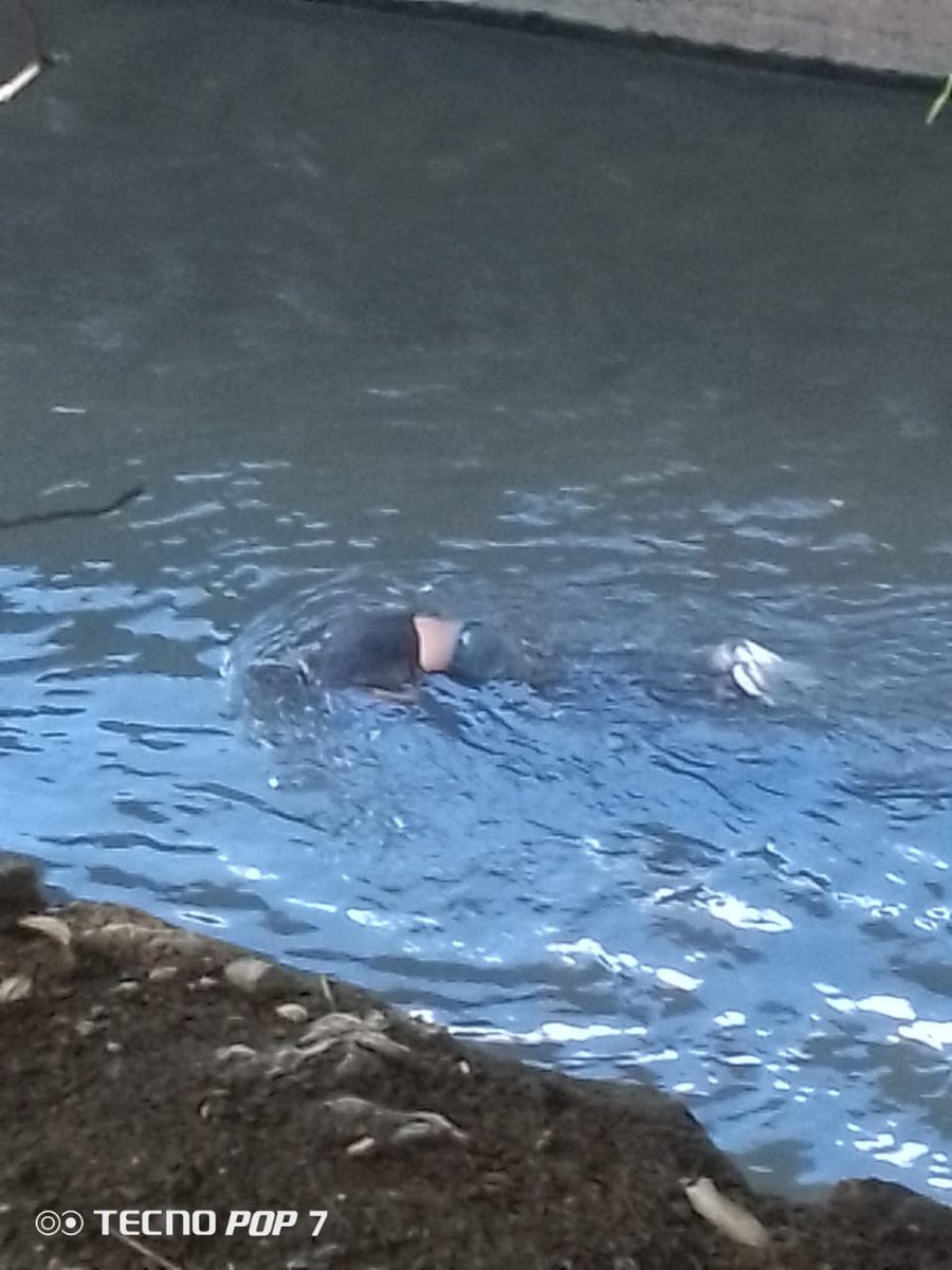 albertoprato02's tweet image. Atentos y pendientes: 03:40pm, están informando vía chat, que en el río Guaire, en Bello Monte a la altura de Ciudad Banesco, hay un cuerpo en el cauce del río, ya bomberos y protección Civil con técnicas especiales están recuperándolo.