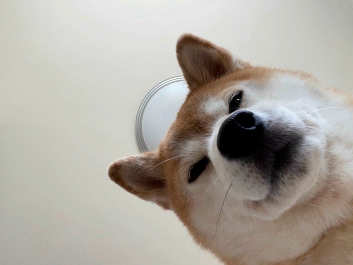 柴犬·͜·♡もも (@momonosekaiii) / Posts / X