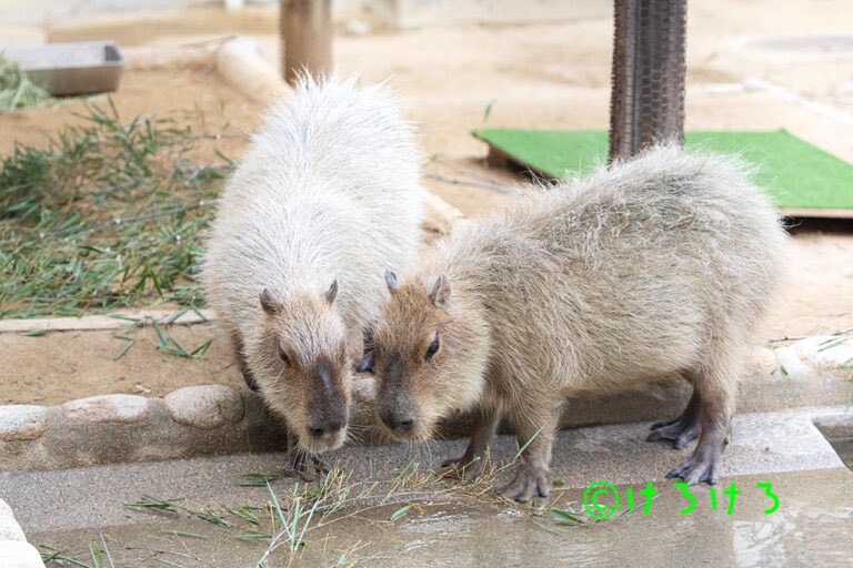 けろけろ (@capyanimal) / Posts / X