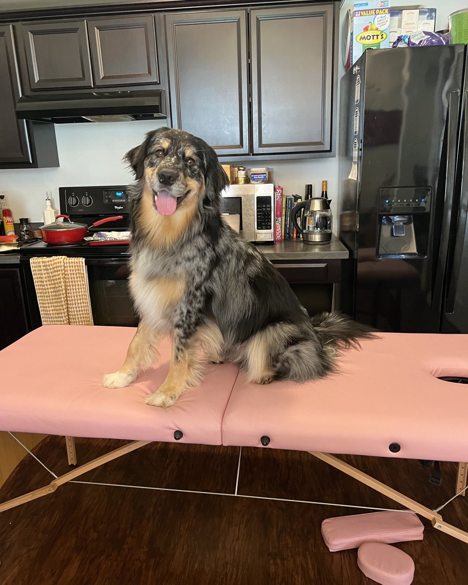 1LECOM's tweet image. D.O. Dog in action! 
Even our furry friends know the importance of wellness!  
Taking a break with my favorite patient at LECOM Seton Hill. – Student Doctor Amanda Scobie

#DOlife #Osteopathy #PetTherapy #HealthyLiving #LECOMSetonHill"