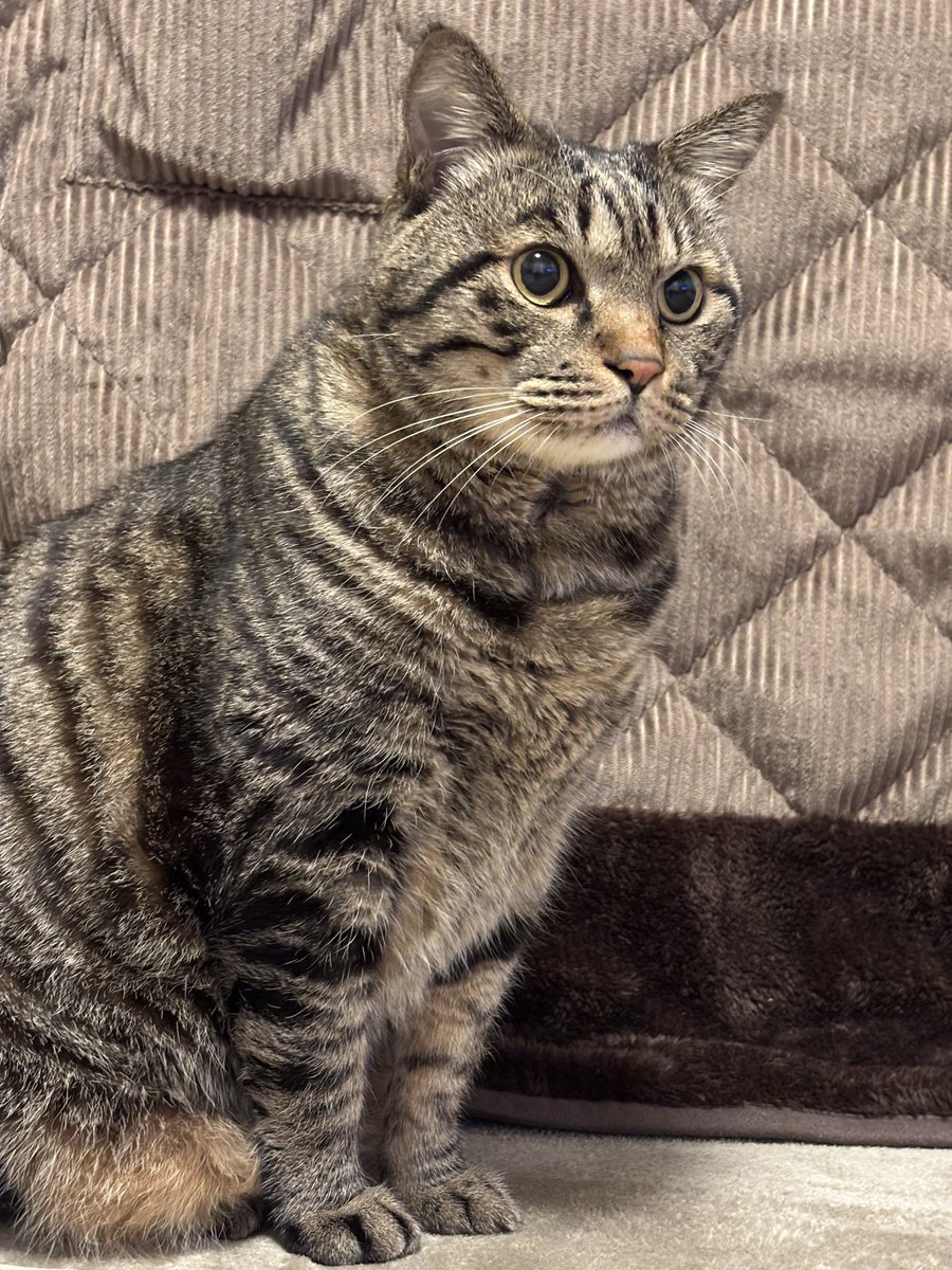 きじとら様 強奪の瞬間😼💨💨 . #キジトラ #きじとら #猫 #猫のいる暮らし #猫