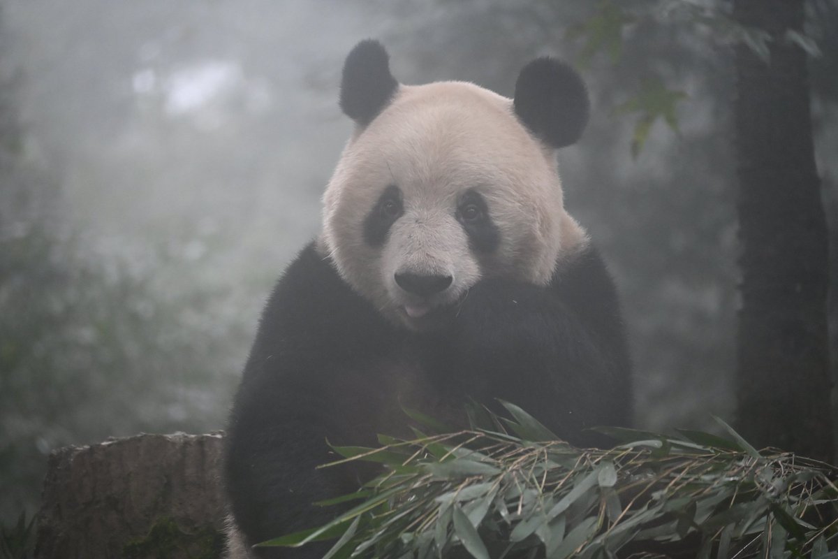朝靄の中の仙人みたいな(？)シャンシャン💗

　イーッてなってるマズルが可愛い💗

（2025/11/02撮影、あえて未修正です。朝イチ雰囲気味わってください！）
#シャンシャン #XiangXiang #香香 
#雅安 #雅安碧峰峡基地  #パンダ #xiangxiang