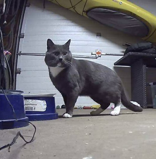 Looking for the owner of this cat who is hanging out behind area of Crusty’s Pizza on Warwick Ave., RI 🇺🇸 (see map photo). Please call the shelter at 401-468-4377 with info. #warwickanimalshelter #warwickri #rhodeisland