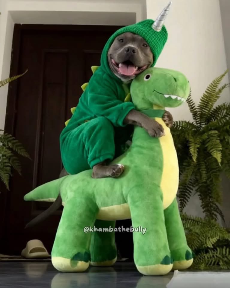 DiloConPerritos's tweet image. “Los Pitbull son perros peligrosos…”

Los Pitbull: