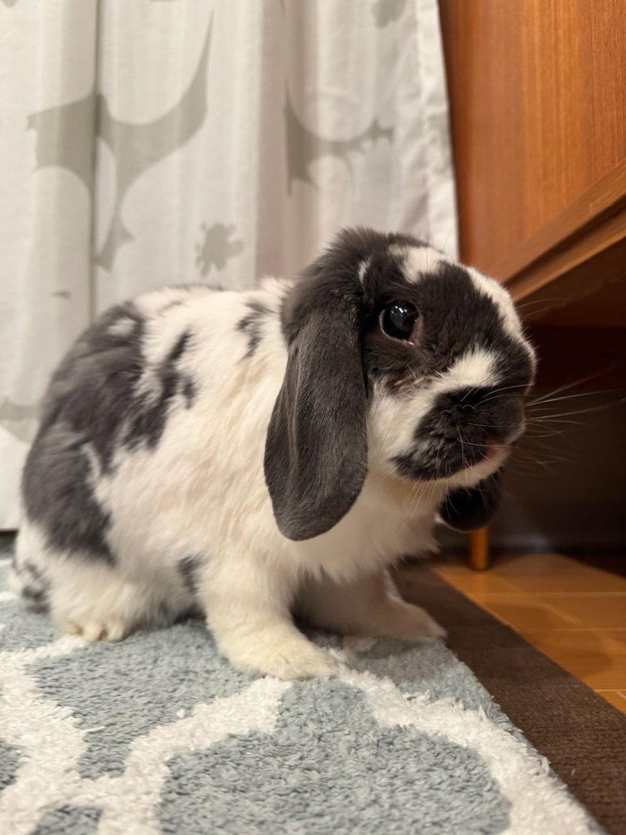 うさこ さま 専用 リサラーソン｜ひかりのうさぎおやこセット（あおい）