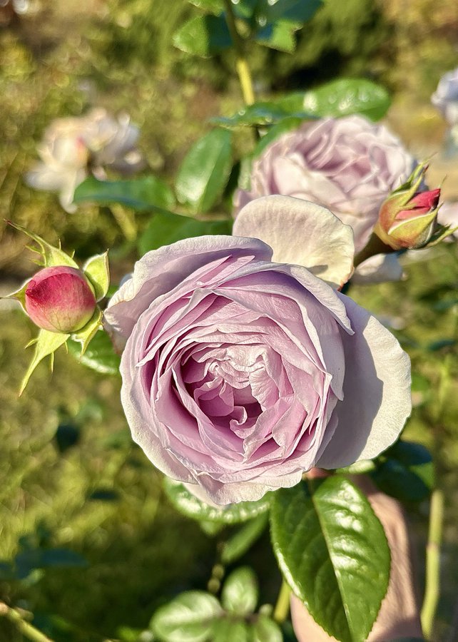 �\�[�V�����}�K�W���w�R�X���f�B�A�h�b�g�R��!!�x:�ŐV���𐏎��X�V��!!