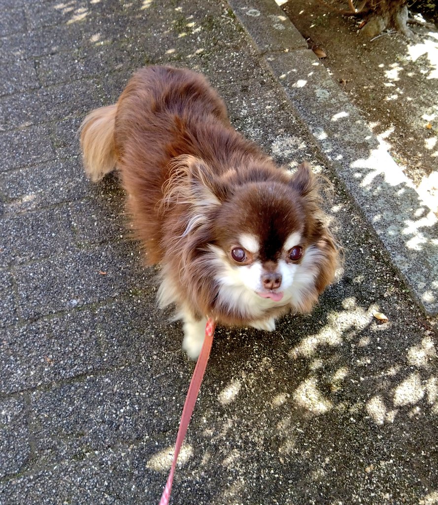 もう歩けません🐶