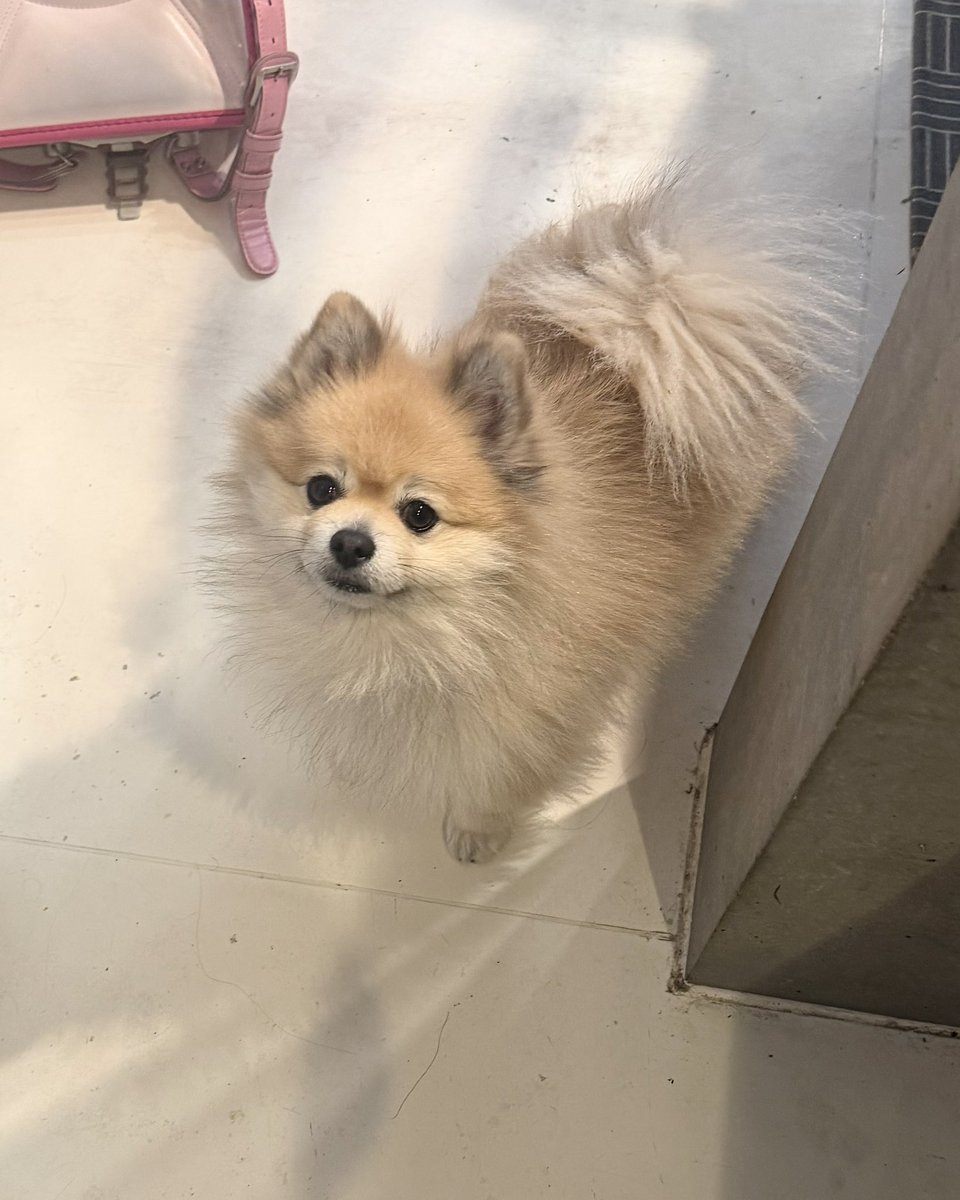 ポメ様14kgf✧ デカポメ🐶⛩️ポルくん🗼 (@AccessoryshopF) / Posts / X