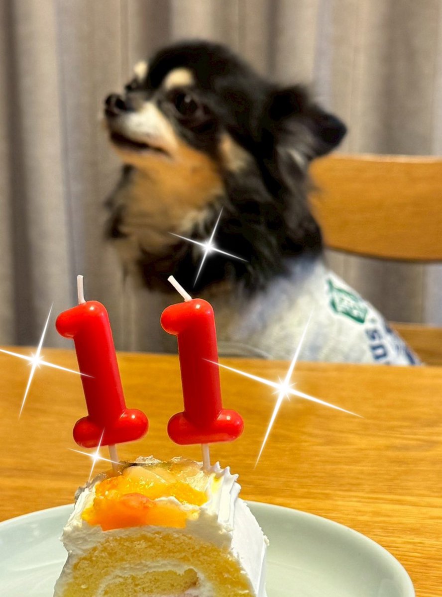 昨日はうちのチワワの誕生日でした🎂
シニア期に入って心臓病になり咳き込んだりもしてるから心配だけど、まだまだ子犬みたいに思えて可愛い💕（相変わらずの親バカw）