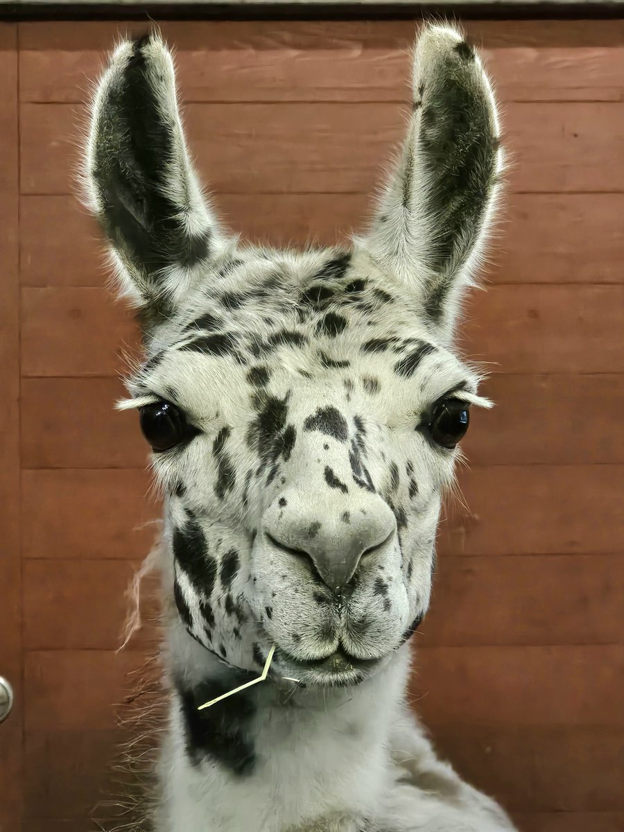 moriokazoo's tweet photo. 収容後、寝室で乾草を食べていたラマのメス“ティア”。飼育係の動きに敏感で、いつも耳を立ててこちらをじーっと観察します。こちらも“ティア”をゆっくり観察。ふわふわの毛並みや大きくてキラキラした瞳など、とてもキレイな顔立ちをしています！ https://t.co/haTUqiZB8l