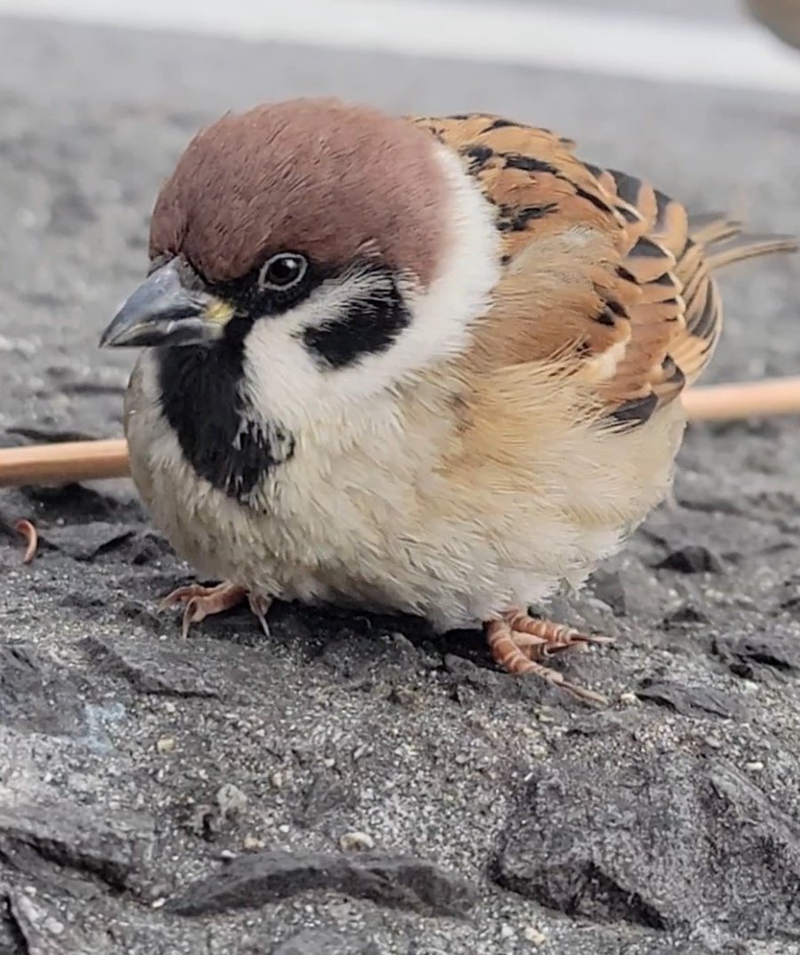 ピピピ (@pi_pipi33) / Posts / X