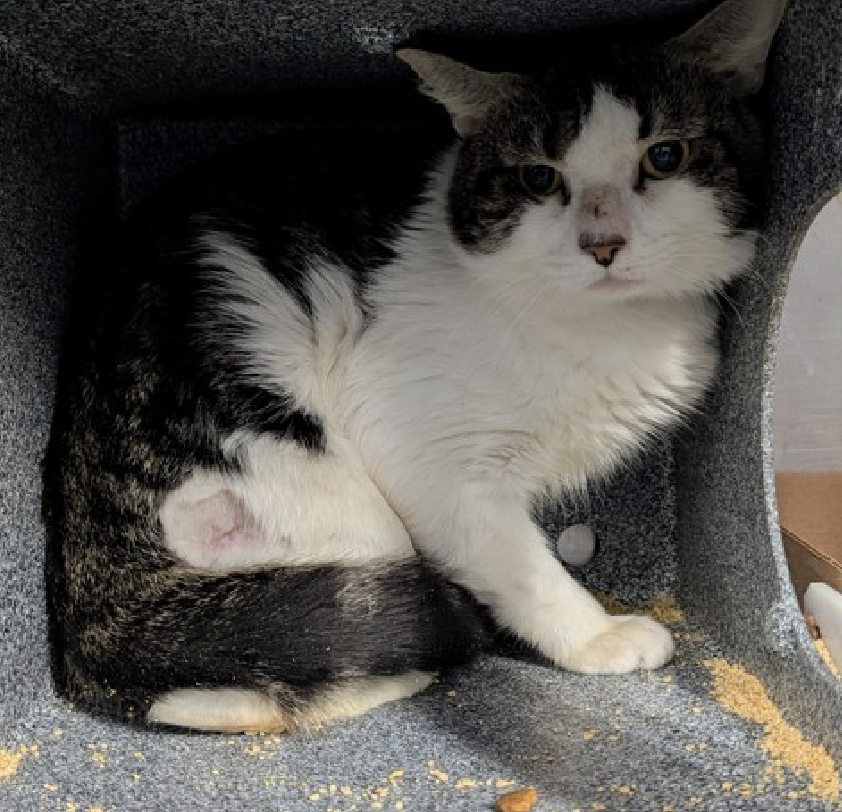 JLthekid9999's tweet photo. 🆘🆘 BAOBOB (ID 241749), 1 YO, MALE– IN MANHATTAN ACC - came into the shelter as an aco - owner surrender on 11/15/2025, with the surrender reason stated as person circumstance- hoarding situation. 🆘🆘 😿 😿 😿 😿
➡️TBD 12/16/25
➡️ JUST A BABY
➡️ 🆘🆘 1ST Chance on Emergency Placement List – VERY URGENT – 🆘🆘 😱🔥🔥😱
➡️ 30 DAYS IN SHELTER – TOO LONG – TIME IS RUNNING OUT
➡️ BAOBOB IS ON THE EPL FOR BEHAVIORAL REASONS - He is not thriving in the care center and continues to display distance-increasing behavior when approached for interactions. He has not warmed up despite staff using treats to build a positive association. This designation often means that the cat will be given very little time for rescue/foster/adoption. 🔥🔥🔥🔥
Hi, my name is Baobab, and the shelter has been a little overwhelming for me. I came from a home with many cats, who I've gotten along with well. Because I've lived in this home my entire life and have only been around one person, I have little experience with people and am hesitant of new experiences. I would enjoy living in a quiet home, preferably one with lots of vertical space so I have a place to perch and observe the room. I would also appreciate having experienced, patient adopter(s) who are willing to take things slow with me. I would benefit from socialization, using rewards whenever I make a small positive step like making eye contact, allowing petting, or sniffing your hand. I'd prefer to take things at my own pace and would appreciate some good old fashion TLC. If you can open your heart to adopt a cat like me, I'll hopefully have the confidence to come around to my new people, like you! Baobab tolerates attention and petting but appears fearful or stressed in the shelter. He may be a little more independent and may need time to warm up to his new home. ❤️ 😻❤️ 😻❤️ 😻
NEEDS OUT OF SHELTER ASAP –
Please RT or pledge, if you can, to save this little one.
@AdamsPaulGrimke
💔😿🙏Thank you
