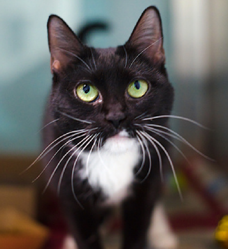 JLthekid9999's tweet photo. ๐๐ RUBY (ID 242170), 5 YO, FEMALEโ IN QUEENS ACC - came into the shelter as an owner surrender on 12/8/2025, with the surrender reason stated as person circumstance- moving. ๐๐ ๐ฟ ๐ฟ ๐ฟ ๐ฟ
โก๏ธTBD 12/16/25
โก๏ธ MEDICAL PRIORITY โ NEEDS MORE CARE AND ATTENTION THAN THE SHELTER CAN PROVIDE.
โก๏ธ IN FELINE ICU ๐ฑ๐ฅ๐ฅ๐ฑ
โก๏ธ ๐๐ 1ST Chance on Emergency Placement List โ VERY URGENT โ ๐๐ ๐ฑ๐ฅ๐ฅ๐ฑ
โก๏ธ 7 DAYS IN SHELTER โ TOO LONG โ TIME IS RUNNING OUT
โก๏ธ RUBY IS ON THE EPL FOR MEDICAL REASONS - Ruby has had ongoing episodes of constipation while in care, despite attempts at medical management. She should benefit from a being seen by a full service veterinarian for a work-up of this condition. This evaluation/diagnosis means that RUBY will be given very little time for rescue/foster/adoption. ๐ฅ๐ฅ๐ฅ๐ฅ
Ruby interacts with the observer, appreciates attention, is easy to handle and tolerates all petting. This cat is showing behavior appropriate for cat parents with either an average amount of cat experience or demonstrate a basic understanding of typical cat behavior. โค๏ธ ๐ปโค๏ธ ๐ปโค๏ธ ๐ป
NEEDS OUT OF SHELTER ASAP โ
Please RT or pledge, if you can, to save this little one.
@AdamsPaulGrimke
๐๐ฟ๐Thank you