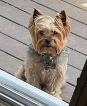 Lucas is missing
#Providence #RI  
Gentian Ave, in the Elmhurst section, #NorthProvidence line
He does have his collar on 
Gray ane whit3e
Report sightings asap:
Please text or call 401-413-0135 or 401-639-8880
buff.ly/xWImAk5
#PVD #RI #Rhodeisland #Oceanstate #Lostdog