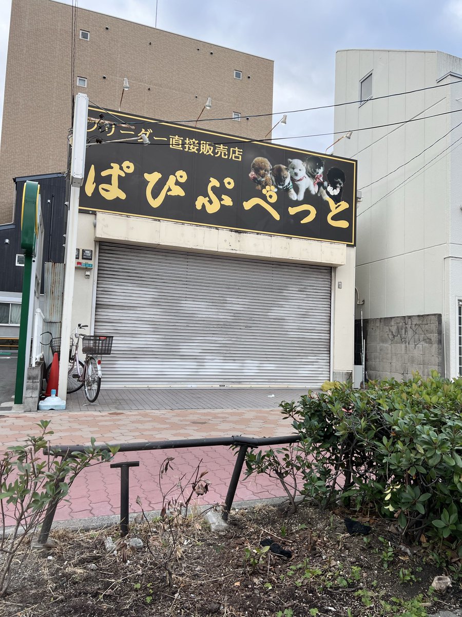 andycte's tweet image. ぱぴぷぺっと🐾