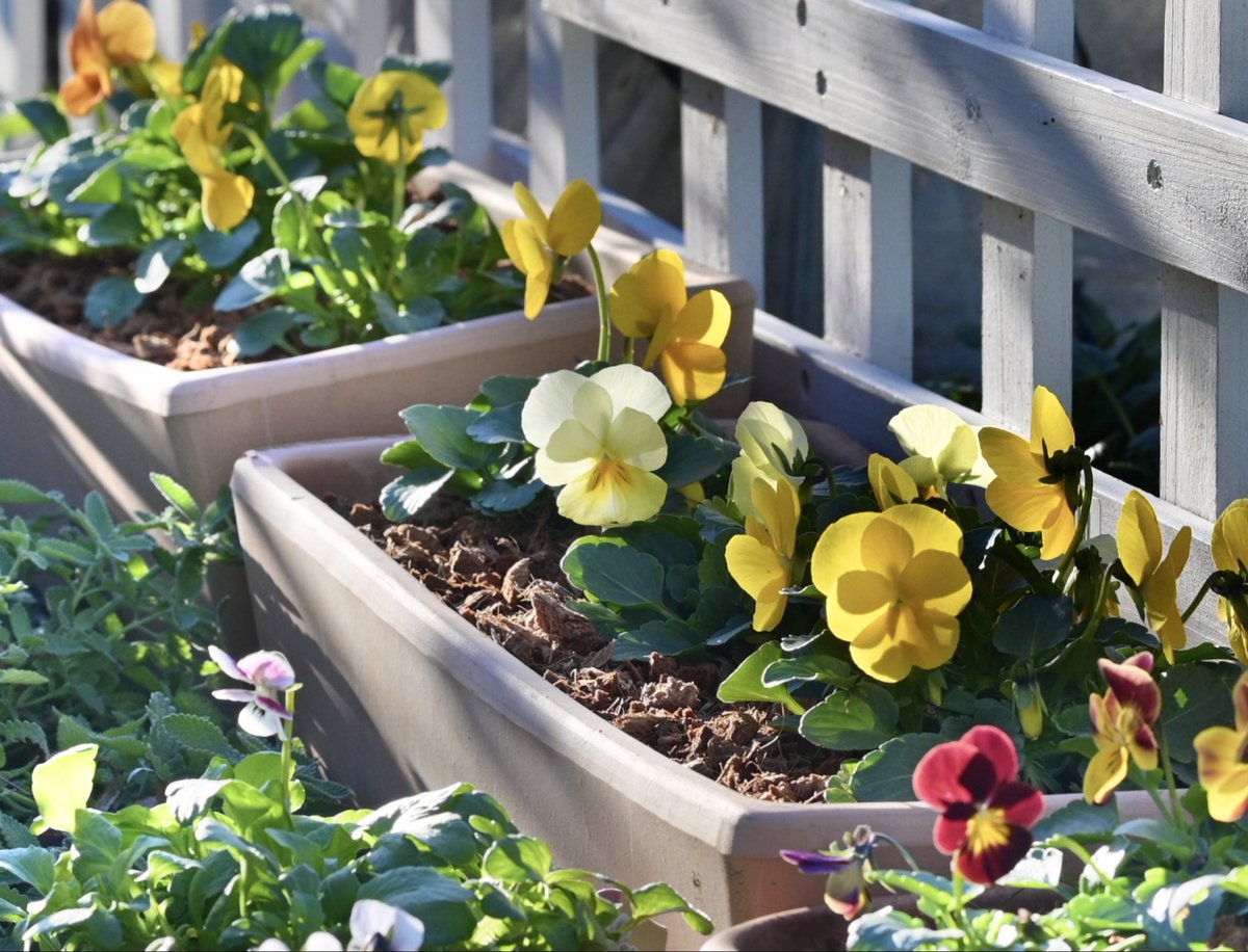 最近は庭が寂しいので大量のビオラを植えた。
単価が安くて助かる、こっち見てくる。