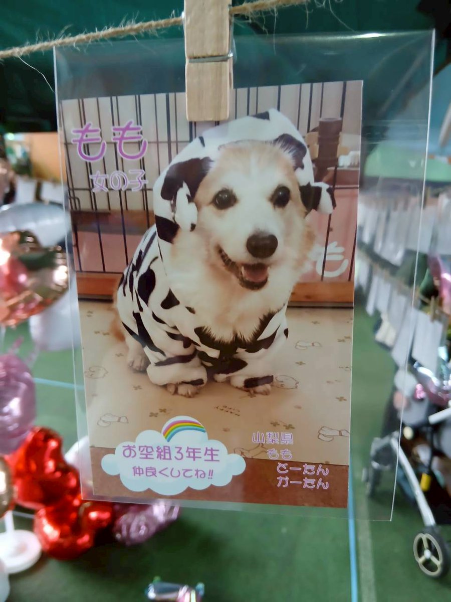 #写真でＡＪＣ に Mayくんも、凛太郎くんも、ももちゃんも、参加☺