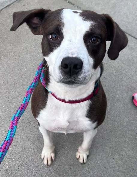 Hershey missing since 12/13/25
Not wearing identifying tags
Unfamiliar to the area
Neutered, microchipped/friendly
#Cumberland #RI 
Black &amp; White #lostDog 
Mendon Rd, Rumford Pet Parking lot
Please report sightings 508-4226593 
buff.ly/8ET0zW9 #Rhodeisland #Oceanstate
