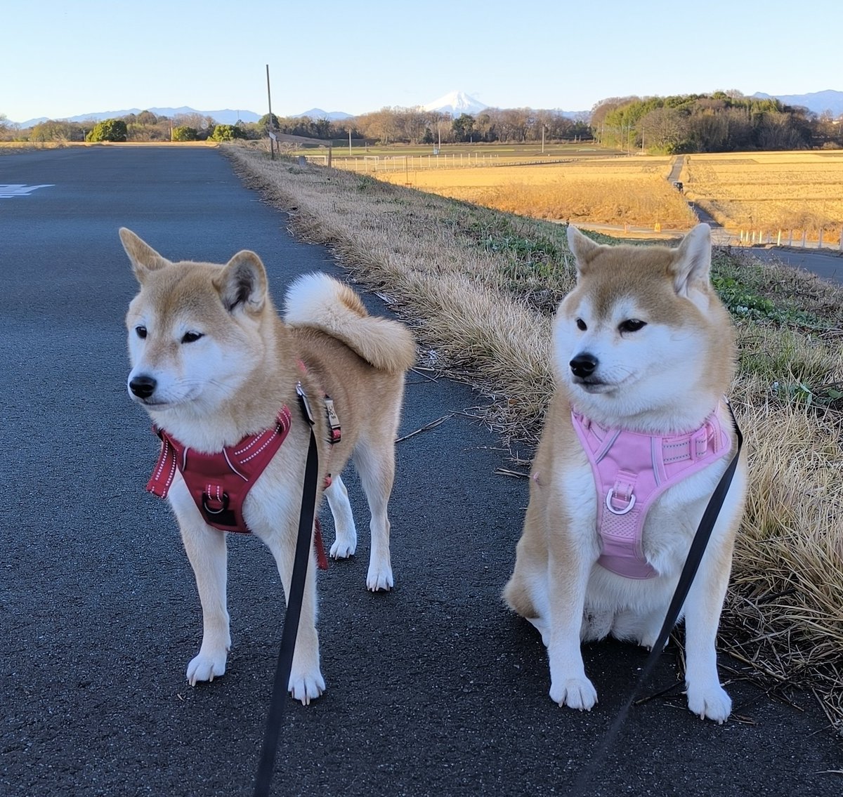 お早うございます😊
晴れ☀️
寒いです🧣🧤
富士山🗻が綺麗😊
ちび子　ニコニコ😊
まる子　ニコニコ😊
#柴犬　#犬との生活　#犬のいる生活