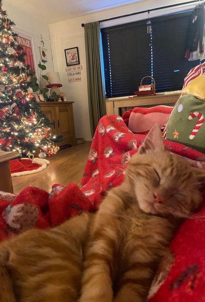 gato laranja José, flagrado em sono profundo e completa paz de espírito
