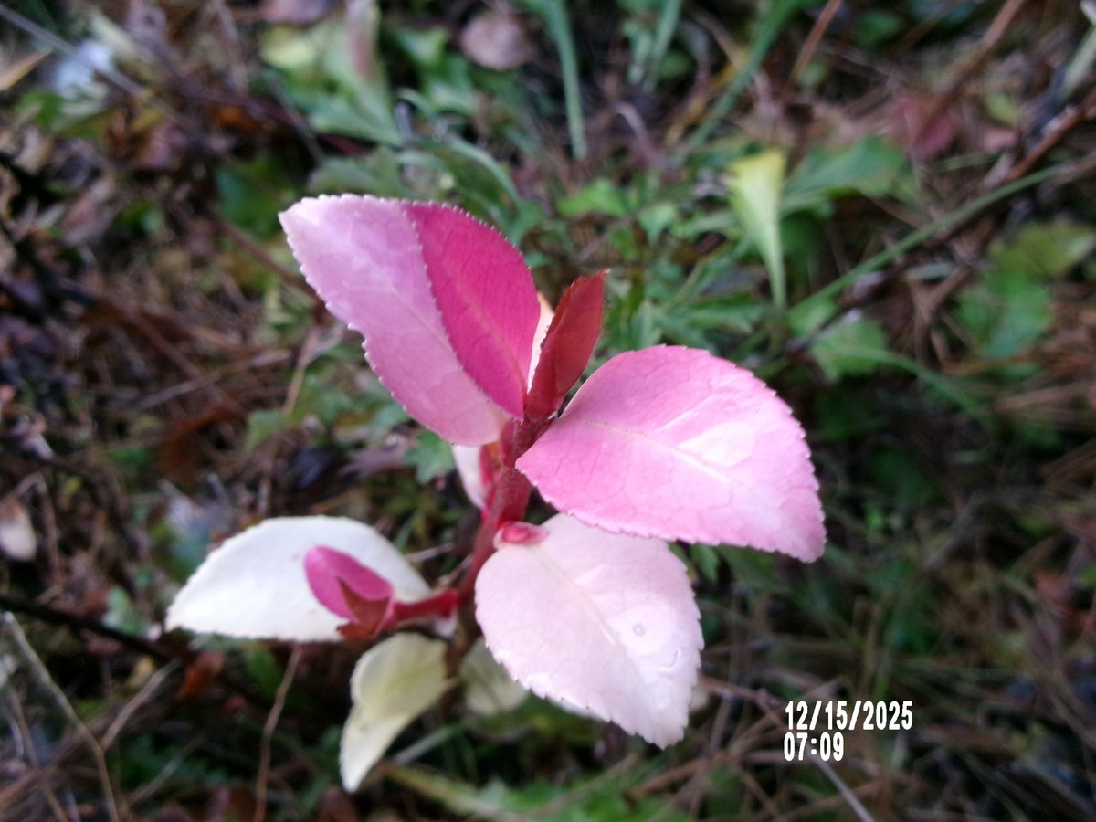 12/15日（月）。08時00分過ぎの空模様など・・・。