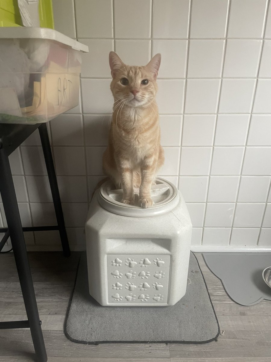 Who said cats aren’t smart and can’t communicate?!? Nobody told Alamo 😂👇