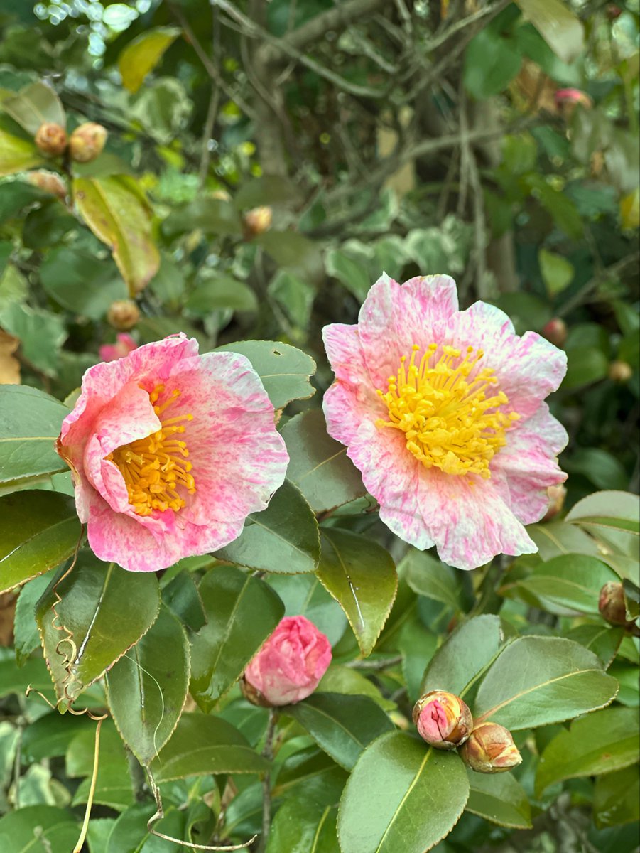 プー (@carp_mon33) / Posts / X