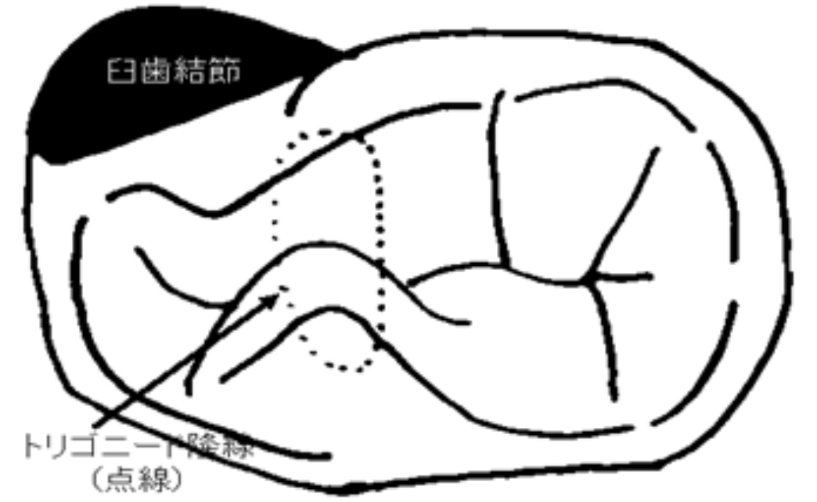 119回歯科医師国家試験対策 ロムニーハウス勉強会【講師 Dr.N