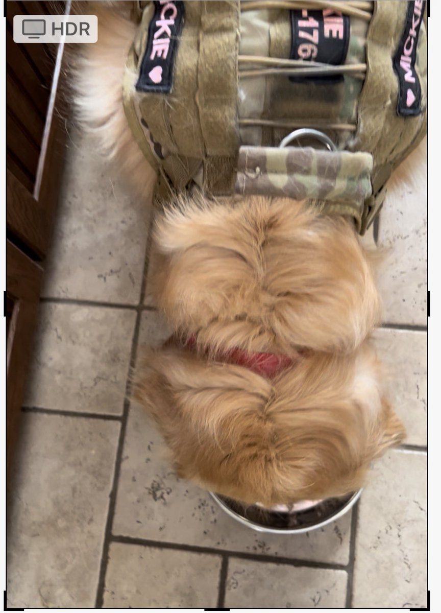 headdoc03's tweet image. Meatballs for @CanadianPenny   Dear Angel Penny your friend Angel Roxy always loved meat ball’s.  
Mom would have to remind dad they were for Mickie and me! 🤭😂 🤣. #meatballsforPenny