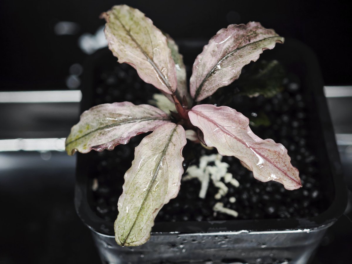 untaebi's tweet image. おはようございます
株分けした中で色、形ともにそこそこ良さげなピンバリ〜ぬ🌿
何か土日はどこもかしこも🌿の熱いイベントやってたみたいですね〜🙄
写真まだ撮ってないけど自分はアリトでムフフ😏な🌿を買いました✌