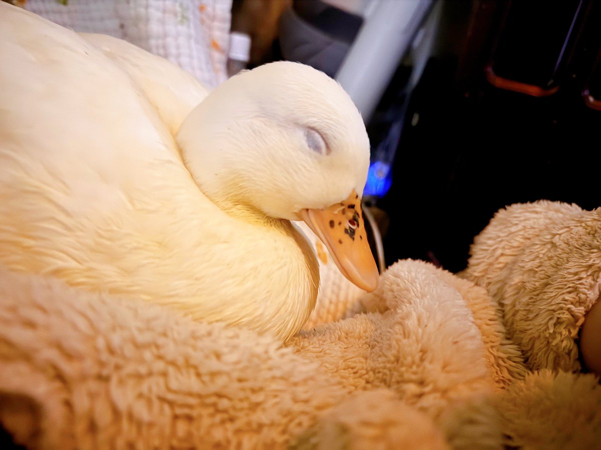 うーちゃんはコールダック (@duck_udon0629) / Posts / X