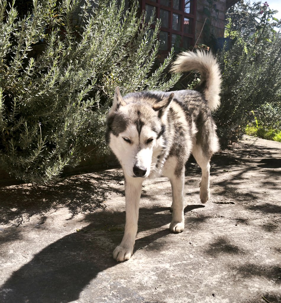 LA OBRA  🐾       /  EL ARTISTA 🐺