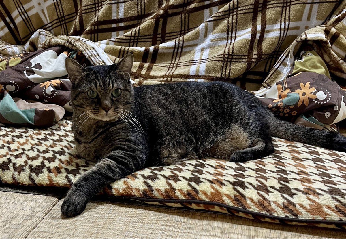 ねこじま まめたろう (@nekojima_22) / Posts / X