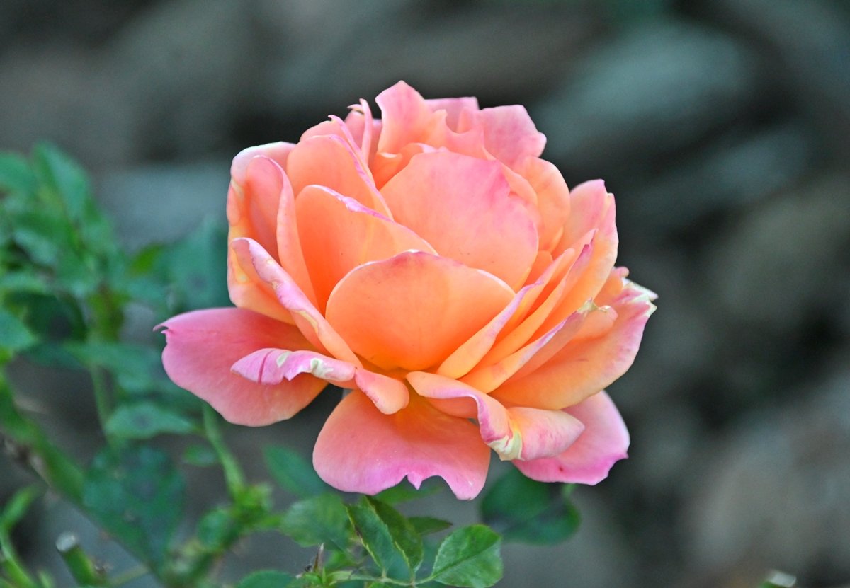 花と緑のTDRブログ_ユキヤナギ tweet media