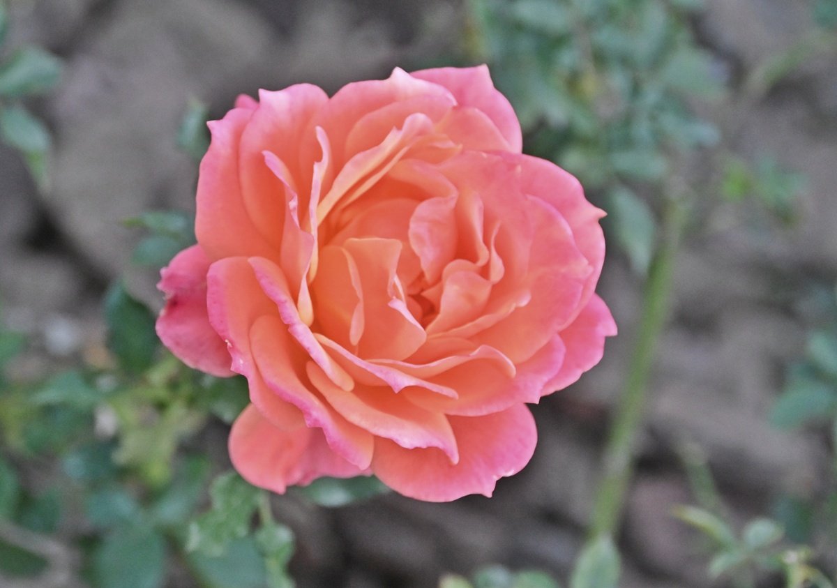 花と緑のTDRブログ_ユキヤナギ tweet media